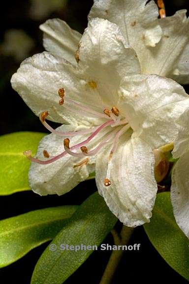 rhododendron keiskei var ozawae subsection triflora 5 graphic
